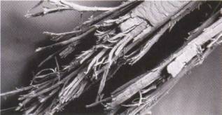 trichoclasia